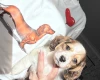 Dachshund (Miniature Long Haired)
