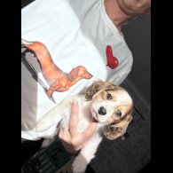 Dachshund (Miniature Long Haired)