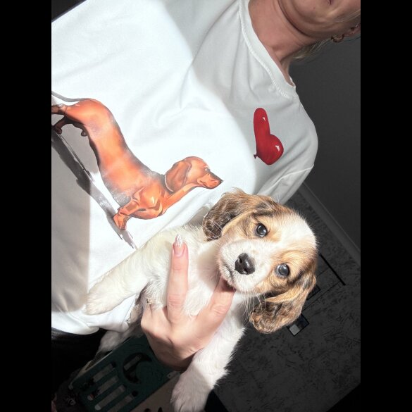 Dachshund (Miniature Long Haired)