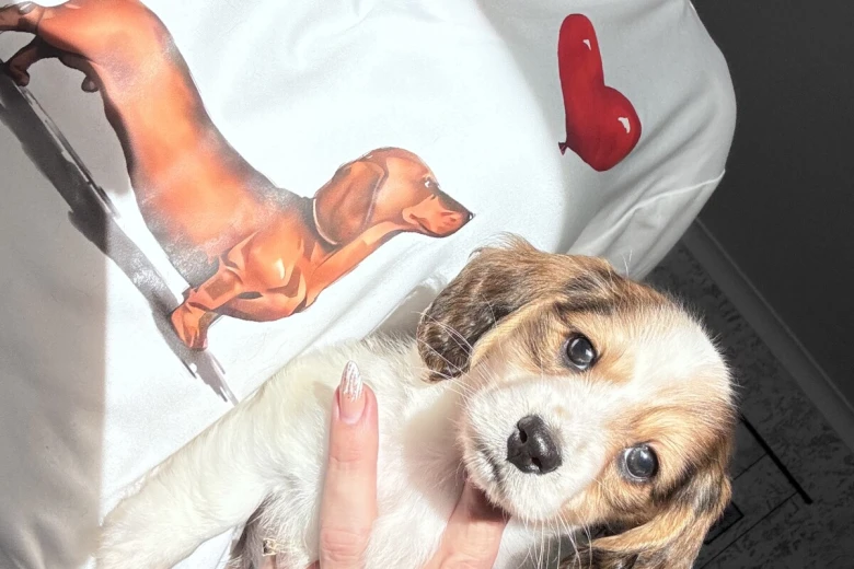 Dachshund (Miniature Long Haired)
