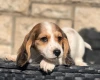 Dachshund (Miniature Long Haired)