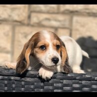 Dachshund (Miniature Long Haired)
