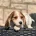 Dachshund (Miniature Long Haired)