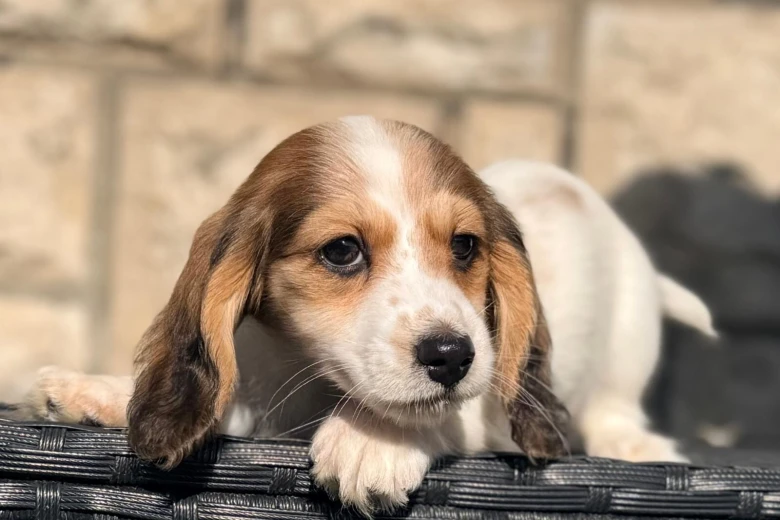 Dachshund (Miniature Long Haired)