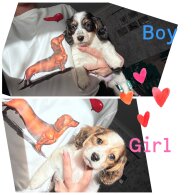 Dachshund (Miniature Long Haired)