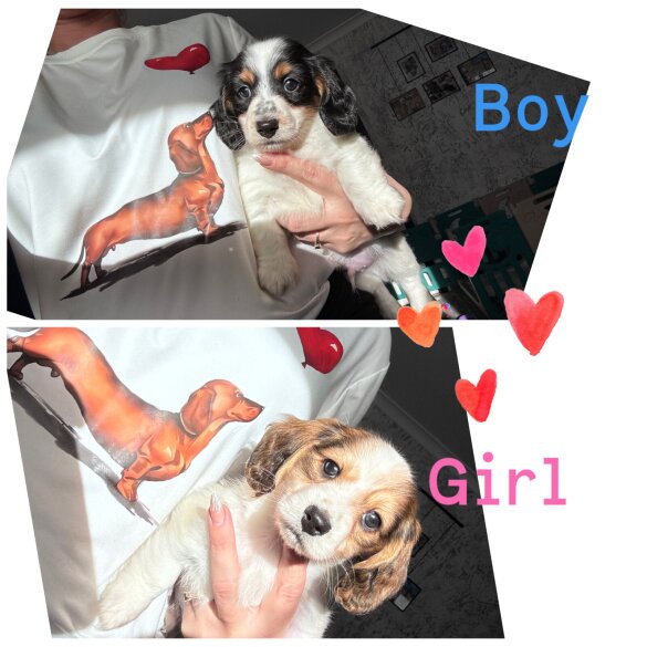 Dachshund (Miniature Long Haired)