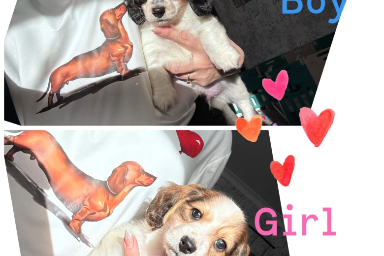 Dachshund (Miniature Long Haired)