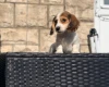 Dachshund (Miniature Long Haired)