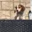 Dachshund (Miniature Long Haired)
