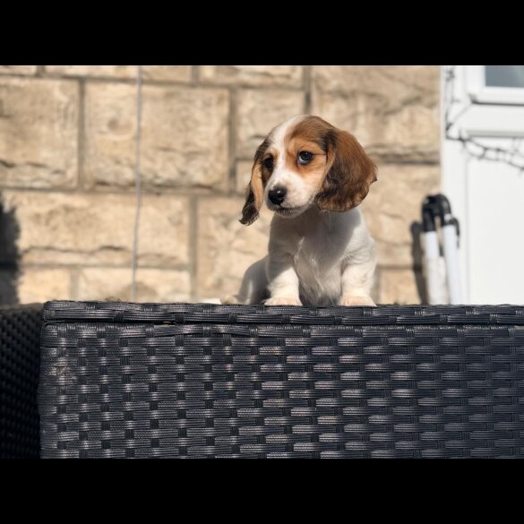 Dachshund (Miniature Long Haired)