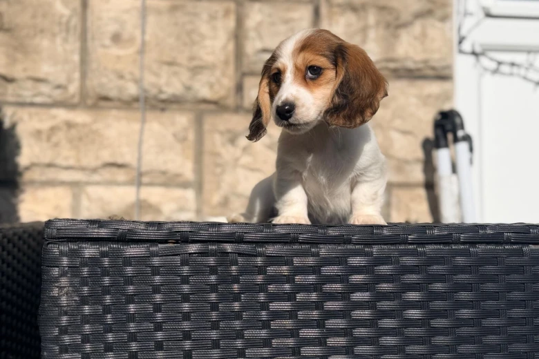 Dachshund (Miniature Long Haired)