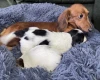 Dachshund (Miniature Long Haired)