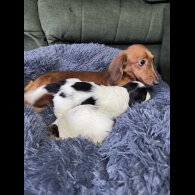 Dachshund (Miniature Long Haired)