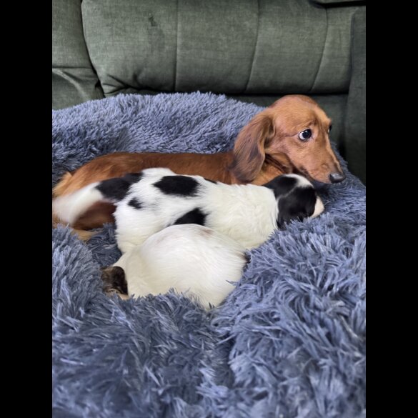 Dachshund (Miniature Long Haired)