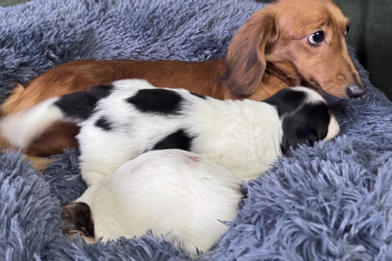 Dachshund (Miniature Long Haired)