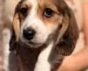 Dachshund (Miniature Long Haired)