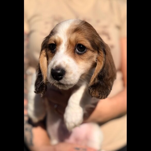 Dachshund (Miniature Long Haired)