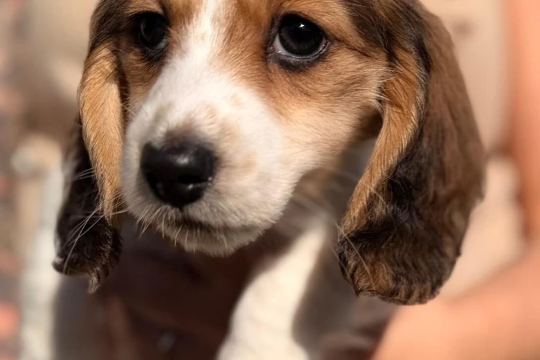 Dachshund (Miniature Long Haired)