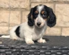 Dachshund (Miniature Long Haired)