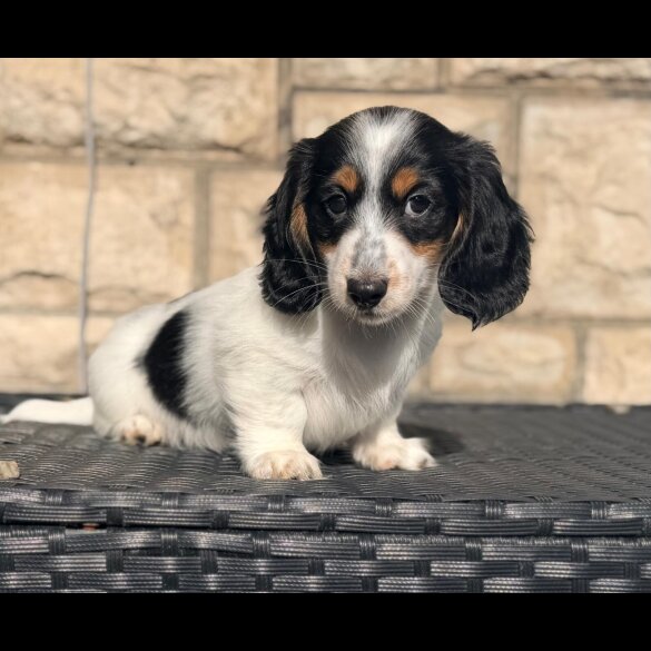 Dachshund (Miniature Long Haired)