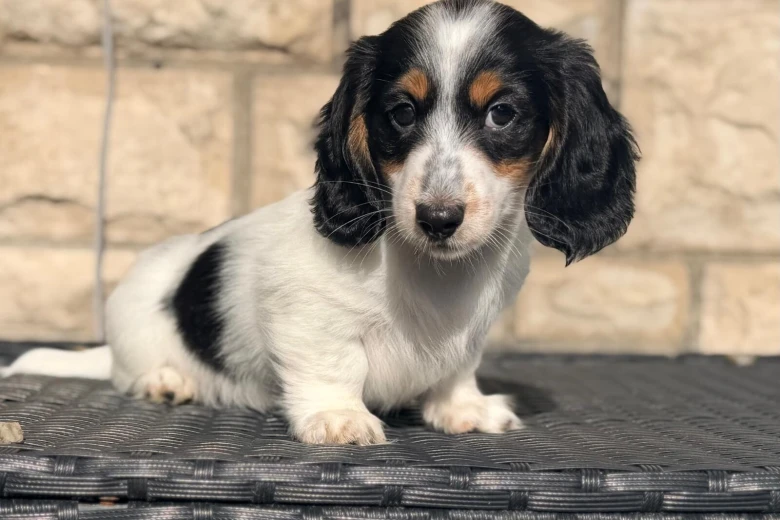 Dachshund (Miniature Long Haired)