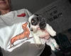 Dachshund (Miniature Long Haired)