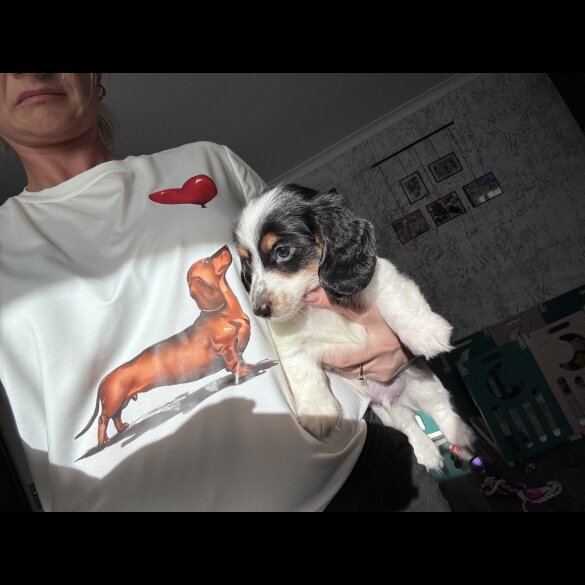 Dachshund (Miniature Long Haired)