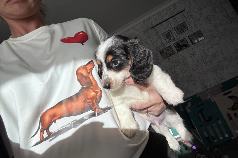 Dachshund (Miniature Long Haired)