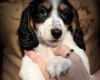 Dachshund (Miniature Long Haired)