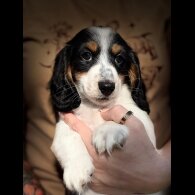 Dachshund (Miniature Long Haired)
