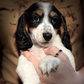 Dachshund (Miniature Long Haired)
