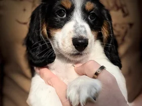 Dachshund (Miniature Long Haired)