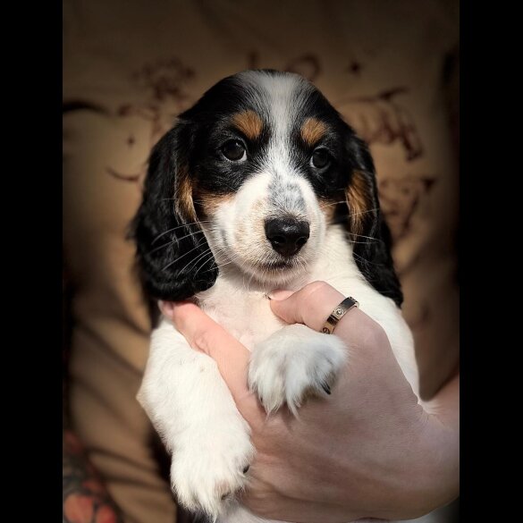 Dachshund (Miniature Long Haired)