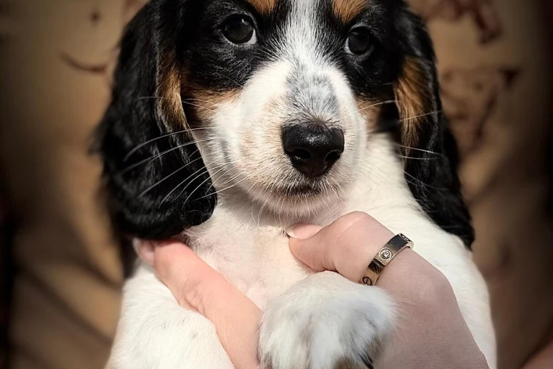 Dachshund (Miniature Long Haired)