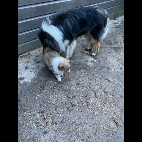 Rough Collie