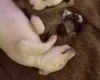 Whippet