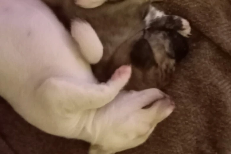 Whippet