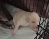 Whippet