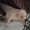 Whippet