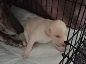 Whippet