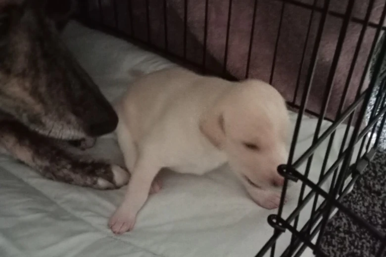 Whippet