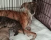 Whippet