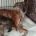 Whippet