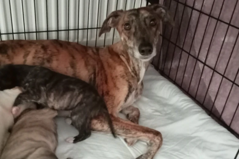 Whippet