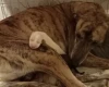 Whippet