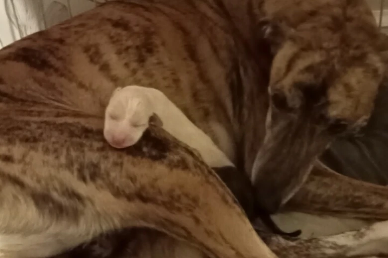Whippet