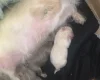 Mixed Breed