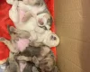 Mixed Breed