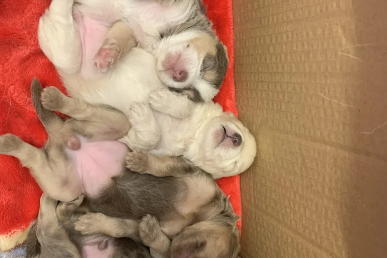 Mixed Breed