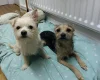 Mixed Breed